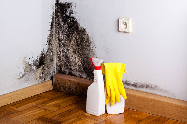 Best Fast Mold Removal  in Cole Camp, MO