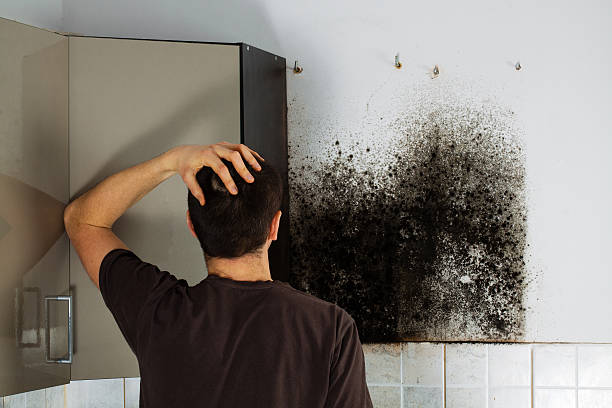 Best Mold Cleaning Services  in Cole Camp, MO