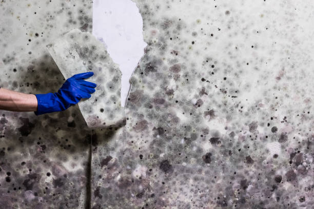 Best Local Mold Removal Service  in Cole Camp, MO